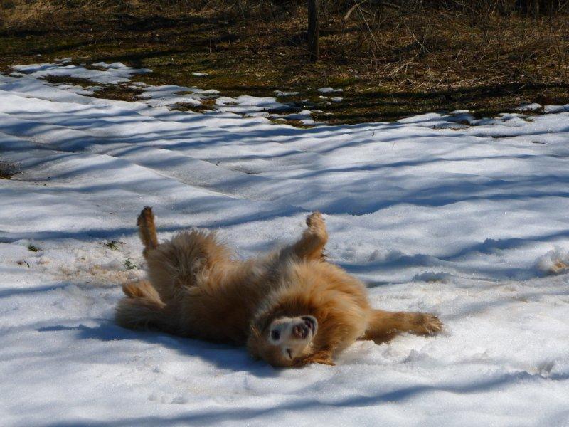 10 farm dog snow pic